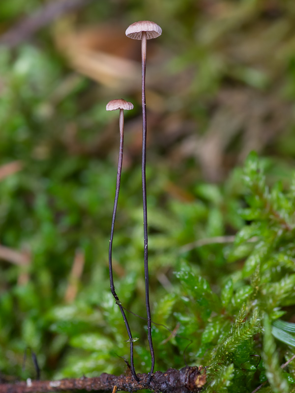 Gymnopus androsaceus